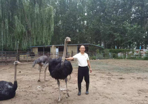 鳳陽“鴕鳥大王”韓見斌:十年培育“致富鳥”,帶動50余戶增收
